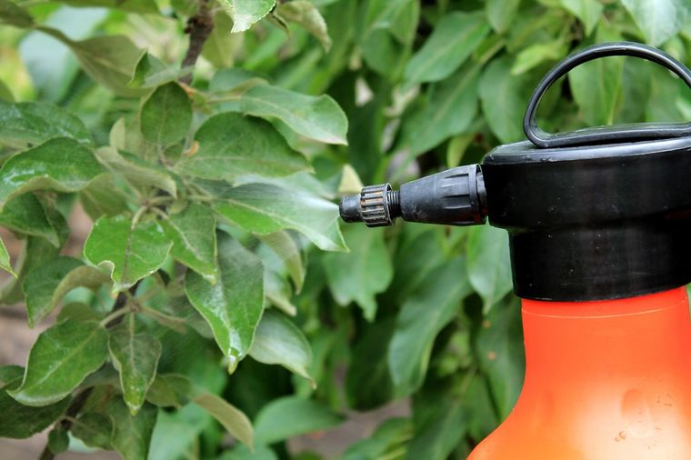 Su aplicación regular puede hacer una diferencia en el crecimiento y la vitalidad de las plantas, asegurando un jardín más verde y saludable Foto: Shutterstock