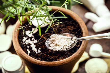 Fertilizantes naturales. Foto: SHUTTERSTOCK