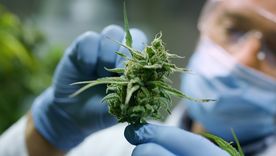 Avance en la regulación del cannabis medicinal y el cáñamo con un régimen transitorio y permisos definitivos. Avance en la regulación del cannabis medicinal y el cáñamo con un régimen transitorio y permisos definitivos.