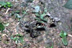 Arañas atrapan luciérnagas para atraer presas con su luz. Foto Dpa