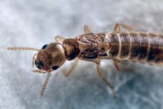 compraron la casa de sus suenos, pero se la comieron las termitas