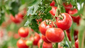 Claves para hacer tus conservas y evitar el botulismo. Claves para hacer tus conservas y evitar el botulismo.