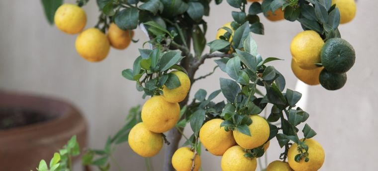 Cómo cuidar a tu limonero usando solo ajos. Foto: Shutterstock