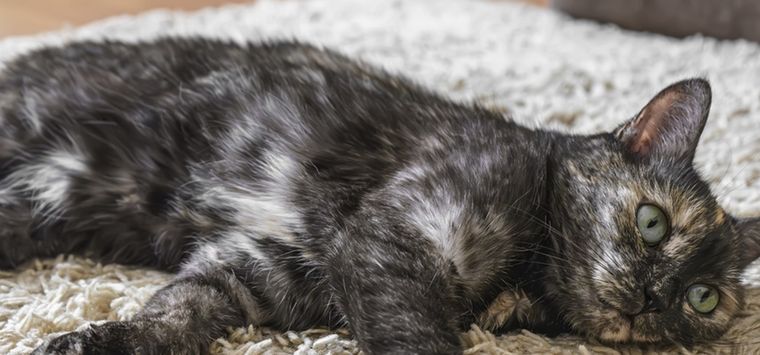 La mayoria de los gatos tricolor son hembras Foto: Shutterstock