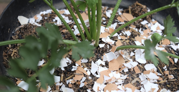 Aporta nutrientes a tus plantas con sólo cáscara de huevo Foto: Shutterstock