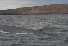 La ballena azul es el animal más grande del mundo.