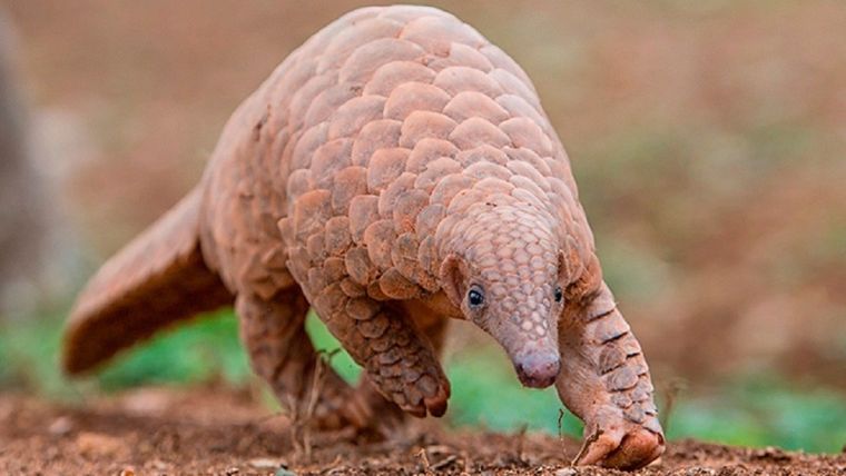 Un pangolín indio (Manis crassicaudata).