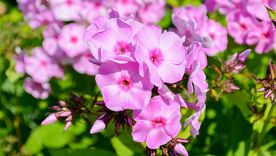 Todas estas especies permiten mantener el jardín con color todo el año. Foto: Pixabay Todas estas especies permiten mantener el jardín con color todo el año. Foto: Pixabay