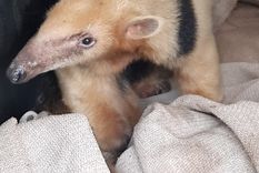 El ejemplar encontrado pesa 8 kilos El ejemplar encontrado pesa 8 kilos