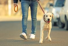 La Cámara de Diputados iniciará el miércoles el debate en torno a la Ley Conan” contra el maltrato animal. Foto: Shutterstock