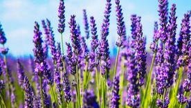 Lavanda, símbolo de armonía. Foto: Shutterstock Lavanda, símbolo de armonía. Foto: Shutterstock