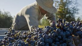 Cada 24 de noviembre se celebra el Día del Vino Argentino Bebida Nacional. Cada 24 de noviembre se celebra el Día del Vino Argentino Bebida Nacional.