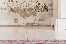 En un hogar cuanto más tiempo se desarrolla el moho, más daño potencial puede causar. Foto: Ekspansio - homesandgardens.com