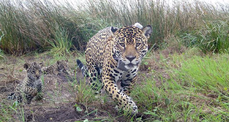 Dos cachorros de yaguareté junto a su mamá en el Parque Nacional Iberá, en la provincia de Corrientes.