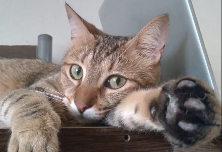 Rumi se llama el gato que se convirtió en héroe al alertar a su dueña de la presencia de un ladrón Foto: SL24