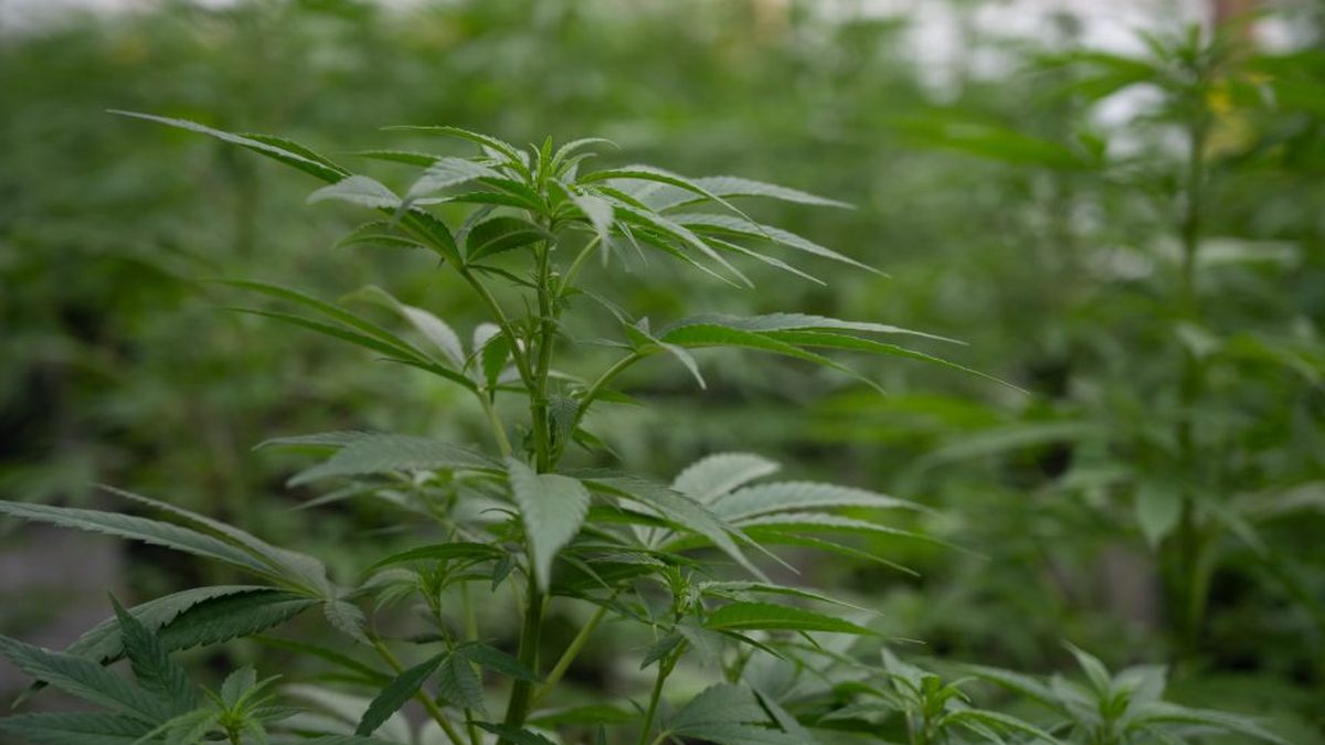 Registro Provincial de Cannabis: ya opera la primera empresa habilitada en Mendoza