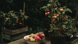 Las variedades cherry son las ideales para cultivar en macetas. Créditos: Pexels.