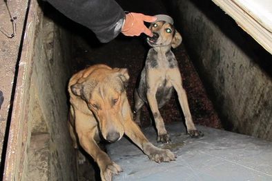 MDZol | Los perros eran tirados a la fosa por un tobogán. Foto: Red Animalista Mendoza/MDZ