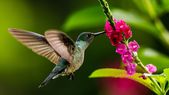 Los colibríes son una de las aves más hermosas que podemos atraer en el jardín. Foto: Shutterstock