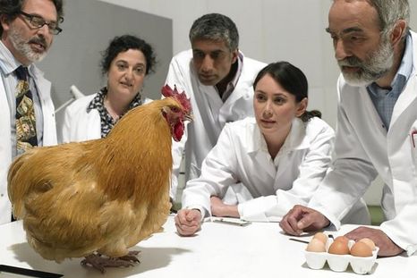 Foto: MICHAEL BLANN / GETTY. No es la primera vez que los científicos tratan de establecer la fórmula del huevo.