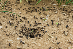 Prueba estos productos caseros para ahuyentar a los insectos de tu jardín Foto: Shutterstock