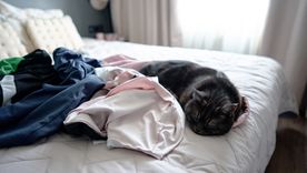 Las mascotas eligen la ropa de sus dueños porque conserva su aroma y les brinda seguridad. Foto: Shutterstock Las mascotas eligen la ropa de sus dueños porque conserva su aroma y les brinda seguridad. Foto: Shutterstock