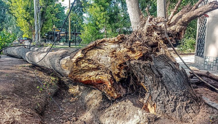 Cayó un árbol sobre calle Darragueira y Benito de San Martín. Foto: Emilce Vargas Ferrara/MDZ