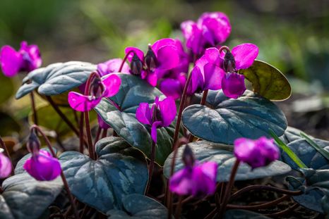 Hay plantas capaces de florecer durante los meses más fríos y mantener vivos patios, balcones y jardines. Hay plantas capaces de florecer durante los meses más fríos y mantener vivos patios, balcones y jardines.