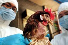 Hay alarma por la gripe aviar en varios países de Europa. Foto: Indigo.