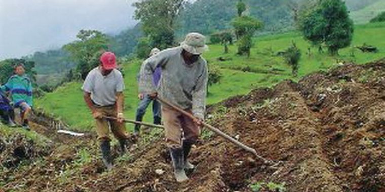 Agricultores en plena faena. Foto: web