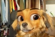 fascinante truco tiktok: convierte a tu mascota en personaje de disney fascinante truco tiktok: convierte a tu mascota en personaje de disney