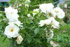 La planta de la temporada: está de moda, tiene flores y es fácil de cuidar