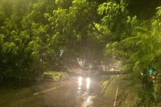 Una mujer policía resultó lesionada durante la fuerte tormenta en la ciudad de Córdoba al caerse un árbol sobre el vehículo en el cual circulaba. Foto: Policía de Córdoba