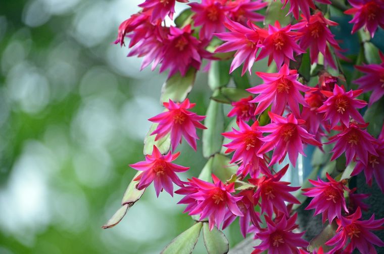 El cactus navideño es una de las suculentas que más flores tienen. 