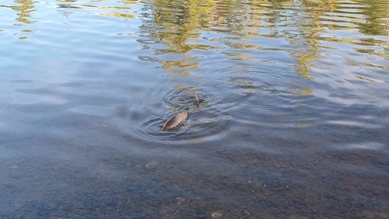 Una de las carpas que asoma el lomo en el Limay. Foto: MDZ