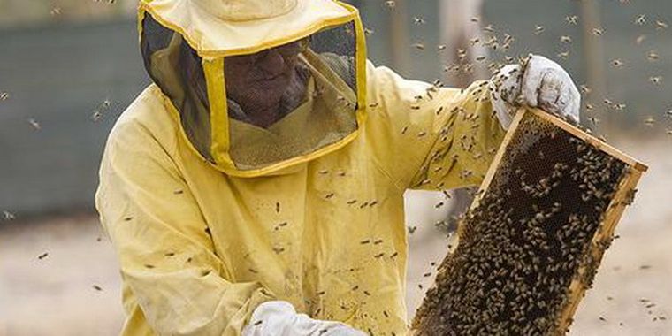 Un apicultor revisando un panal de abejas.