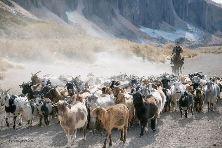 Las comunidades que habitan el sur de Mendoza a los pies de la cordillera se dedican a la ganadería trashumante. Foto: Ricardo Curiel