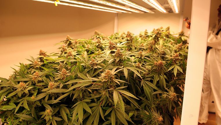 El Registro Provincial de Cannabis y Cáñamo Industrial será el organismo a cargo de los controles. El Registro Provincial de Cannabis y Cáñamo Industrial será el organismo a cargo de los controles.