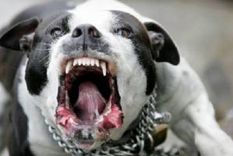 El perro libertario que le gruñe a quienes votaron a Massa. Foto: Archivo MDZ