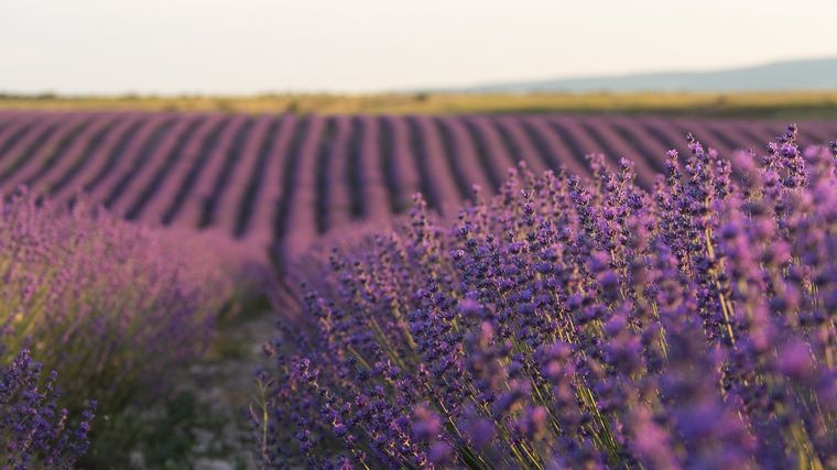 Lavanda Lavanda, atrae la prosperidad económica. Foto: Fuente: Freepik