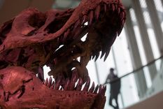 dinosaurio Dinosaurios, fuente de interés en todo el mundo. Foto: Efe. dinosaurio Dinosaurios, fuente de interés en todo el mundo. Foto: Efe.