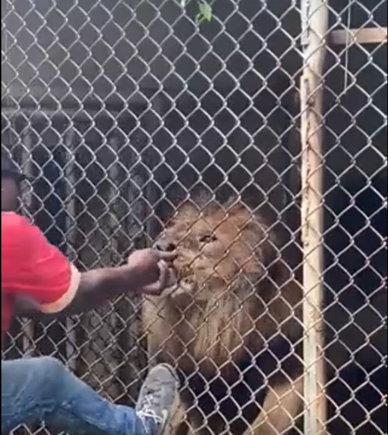 El león se sintió amenazado por el sujeto