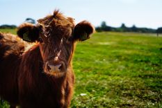 una dieta sin carne ¿nos salva del fin del mundo?