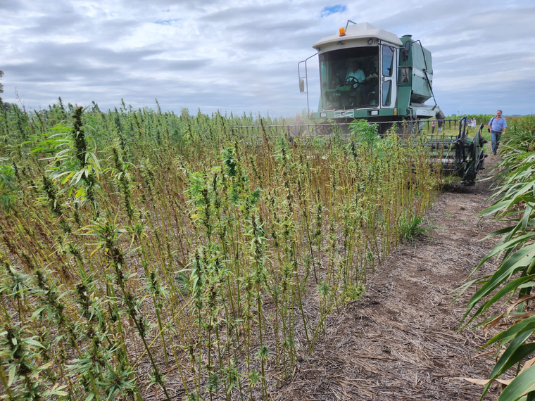 Los ensayos son realizados por la empresa nacional Industrial Hemp Solutions (IHS), en el marco de las posibilidades que brinda el nuevo marco regulatorio en materia de Cannabis medicinal y Cáñamo Industrial. Foto: SENASA