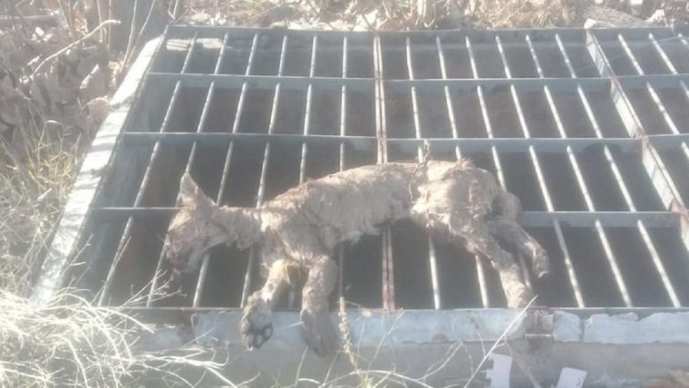 El puma juvenil fue encontrado muerto dentro del canal Cacique Guaymallén, en la zona de Mayor Drummond, Luján de Cuyo. &nbsp;