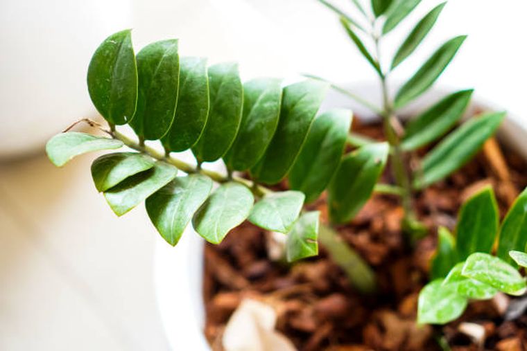 Plantas