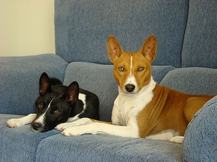 Basenji, el perro que te sonríe en lugar de ladrar. Te contamos todo sobre él en la nota Foto: Archivo