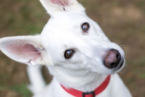 Un estudio reveló por qué los perros tienen este comportamiento. Foto: Shutterstock Un estudio reveló por qué los perros tienen este comportamiento. Foto: Shutterstock