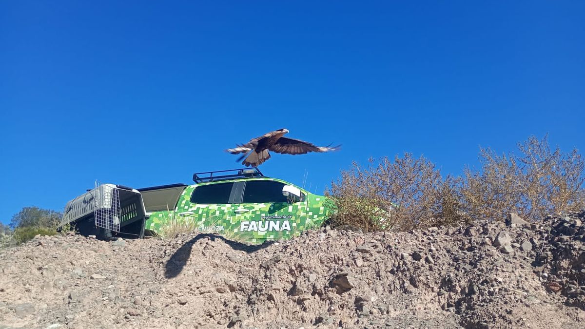 El conmovedor momento en el que un grupo de animales son devueltos a su hábitat natural