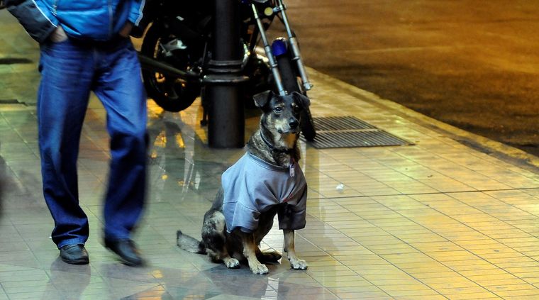 Foto: ALF PONCE / MDZ